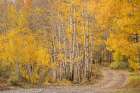 USA-Colorado-Uncompahgre National Forest Road through aspen forest in autumn Art Print